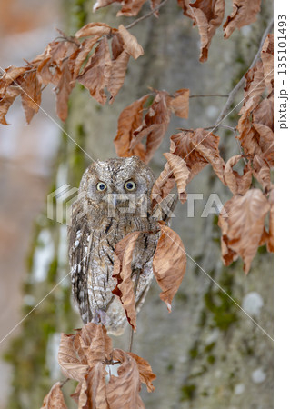 Eurasian scops owl perching on branch in Slovakia 135101493