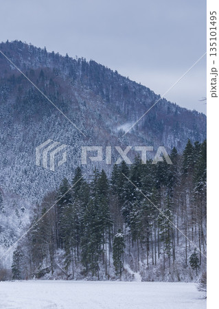 Winter forest landscape in Kubochna, Slovakia with snow Winter forest landscape in Kubochna, Slovakia with snow 135101495