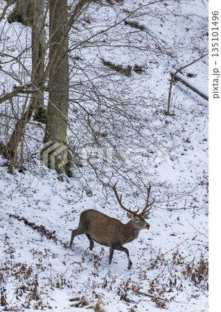 Red deer stag walking through snowy Kubochna forest 135101496