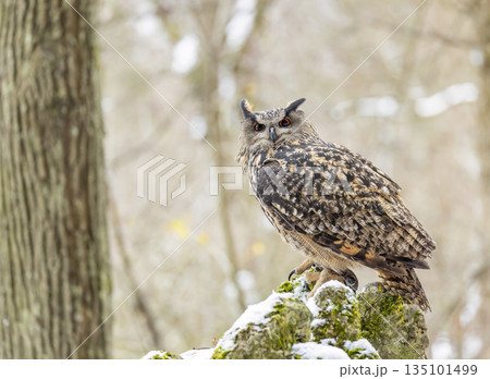 Eurasian eagle owl perching in winter forest Eurasian eagle owl perching in winter forest 135101499