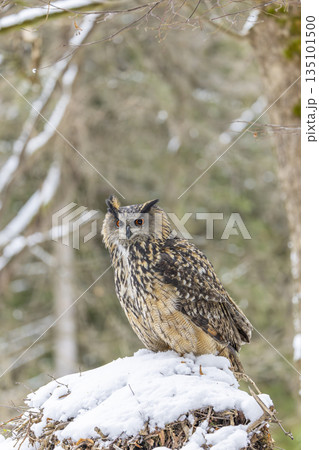 Eurasian eagle owl perching on snowy mound in Kubochna, Slovakia 135101500