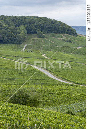 Cramant vineyards winding road in Champagne region France 135101536