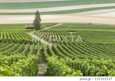 Champagne vineyard rows stretching across rural France Champagne vineyard rows stretching across rural France 135101537