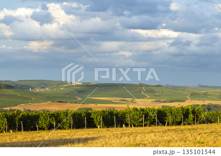 Expanding vineyard landscape under a cloudy summer sky Expanding vineyard landscape under a cloudy summer sky 135101544