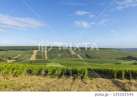 Chablis vineyards covering rolling hills under blue sky Chablis vineyards covering rolling hills under blue sky 135101545