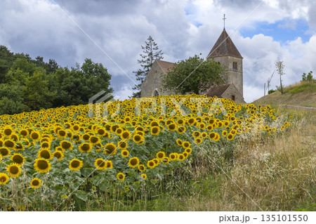 Sunflowers blooming near a historic church in Saint Aubin des Chaumes Sunflowers blooming near a historic church in Saint Aubin des Chaumes 135101550