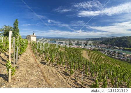 Vineyards overlooking Rhone river and Tain l'Hermitage valley in France Vineyards overlooking Rhone river and Tain l'Hermitage valley in France 135101559