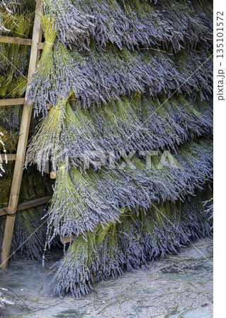 Lavender bundles drying on wooden racks in Mevouillon France 135101572