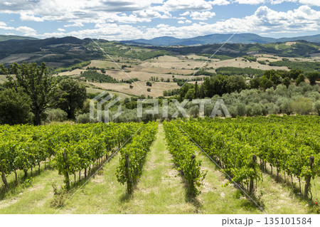 Tuscan vineyard rows growing grapes in Casole d'Elsa 135101584