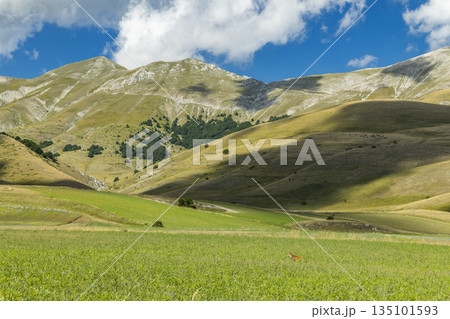 Umbria landscape with fox on Castelluccio plain Umbria landscape with fox on Castelluccio plain 135101593
