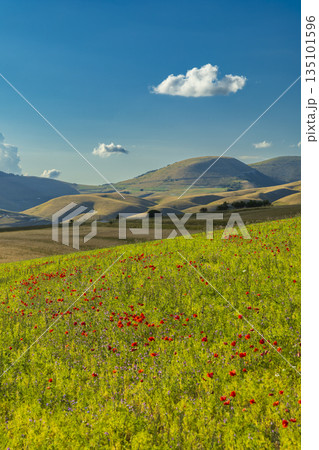 Castelluccio di Norcia blooming field in Umbria, Italy Castelluccio di Norcia blooming field in Umbria, Italy 135101596