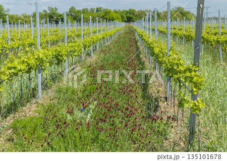 Vineyard row in spring with red cover crop Vineyard row in spring with red cover crop 135101678