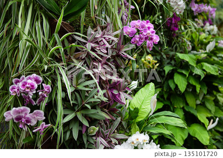 Living wall in a recreated tropical jungle Living wall in a recreated tropical jungle 135101720