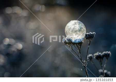Frozen bubble in nature. A beautiful macro shot of nature in winter. Concept for environment water and frost. 135101853