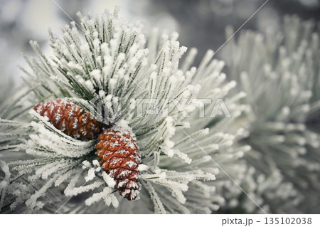 Frosted Pine Cones on Winter Branch Frosted Pine Cones on Winter Branch 135102038