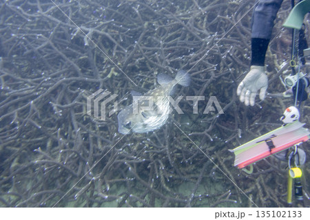 ダイバーから逃げるフグ ダイバーから逃げるフグ 135102133