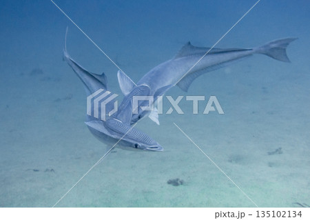 二匹で遊ぶコバンザメ 二匹で遊ぶコバンザメ 135102134