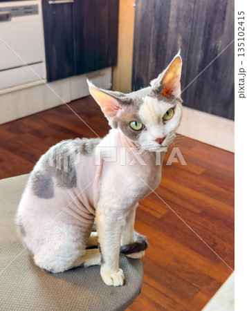 Devon Rex cat perched on stool, indoor lifestyle portrait 135102415