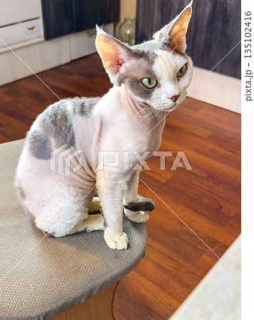 sphynx cat perched on stool, indoor lifestyle portrait 135102416