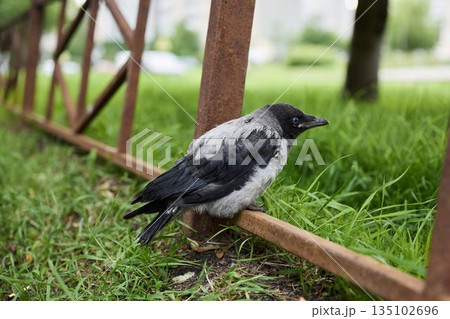 Metropolitan hooded crow emphasizes need for conservation efforts Metropolitan hooded crow emphasizes need for conservation efforts 135102696