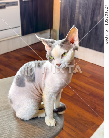 Devon Rex cat perched on stool, indoor lifestyle portrait 135103027