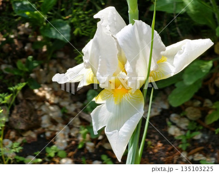Iris germanica. A closeup of flower bearded iris Arctic Star in garden. A plant with impressive flowers, garden decoration Iris germanica. A closeup of flower bearded iris Arctic Star in garden. A plant with impressive flowers, garden decoration 135103225