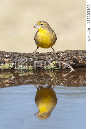 Saffron Finch ,Sicalis flaveola, La Pampa, Argentina. Saffron Finch ,Sicalis flaveola, La Pampa, Argentina. 135103306