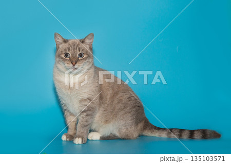 Beautiful gray shelter cat with blue eyes 135103571