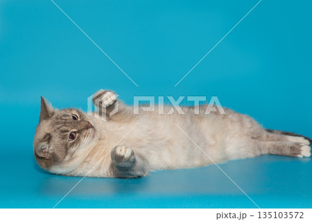 Beautiful gray shelter cat with blue eyes 135103572
