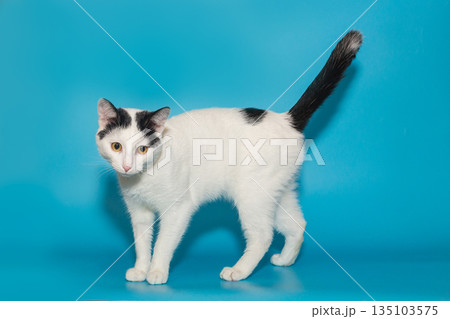 Beautiful white cat with black spots with yellow eyes Beautiful white cat with black spots with yellow eyes 135103575