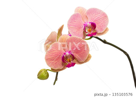 Flowers coral-colored phalaenopsis orchid Flowers coral-colored phalaenopsis orchid 135103576