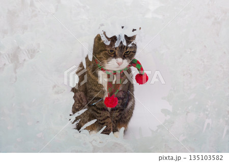 Beautiful grey cat looks out of a frozen window Beautiful grey cat looks out of a frozen window 135103582