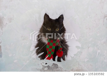 Little black kitten in a red scarf looks out of a frozen winter window 135103592