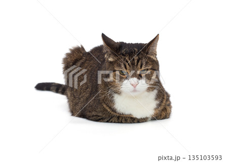 Beautiful gray tabby cat lies on a white background 135103593