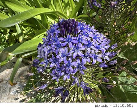 Beautiful Portuguese Squill (lat.- Scilla peruviana) Beautiful Portuguese Squill (lat.- Scilla peruviana) 135103605