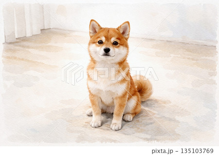 冬の室内で小型柴犬のポートレート 135103769