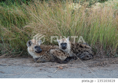 Two hyena cubs resting near tall grass in Kruger National Park Two hyena cubs resting near tall grass in Kruger National Park 135103819