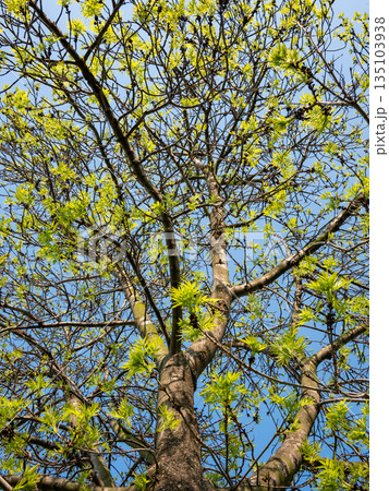 Spring tree branches with fresh green leaves against blue sky Spring tree branches with fresh green leaves against blue sky 135103938