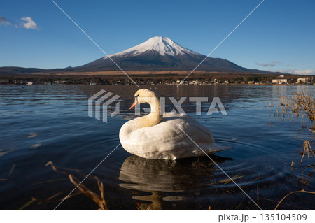 Majestic swan swimming in lake with Mount Fuji in background Majestic swan swimming in lake with Mount Fuji in background 135104509