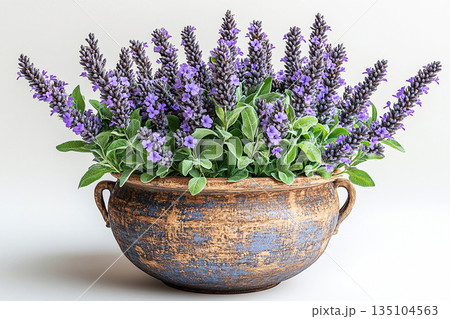 Blooming plant in pot. Potted sage plant with gray-green leaves and purple flowers on a white background. Herb in pot. Salvia is grown as garden plants. 135104563