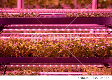 Microgreens under grow lights, closeup. Seedlings salad growing under LED lights in greenhouse Microgreens under grow lights, closeup. Seedlings salad growing under LED lights in greenhouse 135104877