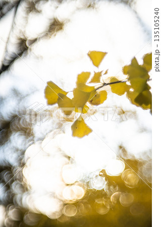 光に包まれるイチョウの葉 135105240