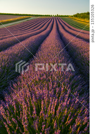 Natural background of blooming lavender field, calm and peaceful rural landscape. Natural background of blooming lavender field, calm and peaceful rural landscape. 135105326