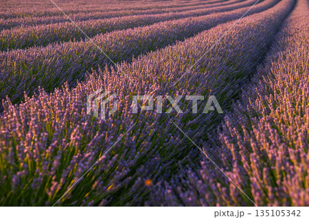 Scenic lavender field with rows of purple flowers, natural summer countryside background. Scenic lavender field with rows of purple flowers, natural summer countryside background. 135105342