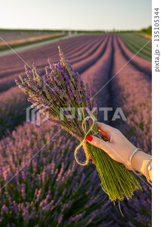 Woman hand with lavender flowers on a background of purple lavender rows in summer. Woman hand with lavender flowers on a background of purple lavender rows in summer. 135105344