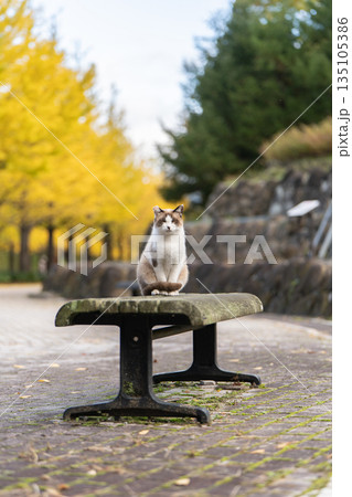 イチョウ並木の前で佇む猫 135105386