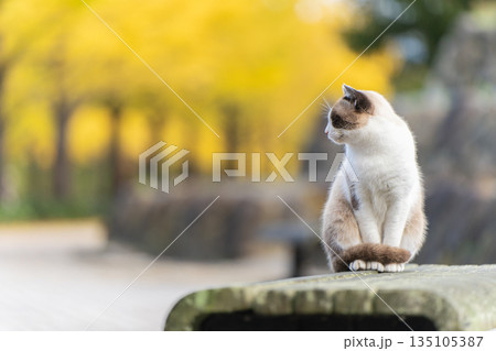イチョウ並木の前で佇む猫 イチョウ並木の前で佇む猫 135105387