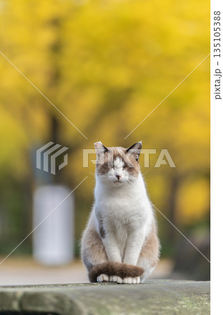 イチョウ並木の前で佇む猫 イチョウ並木の前で佇む猫 135105388