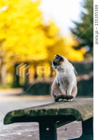 イチョウ並木の前で佇む猫 イチョウ並木の前で佇む猫 135105389