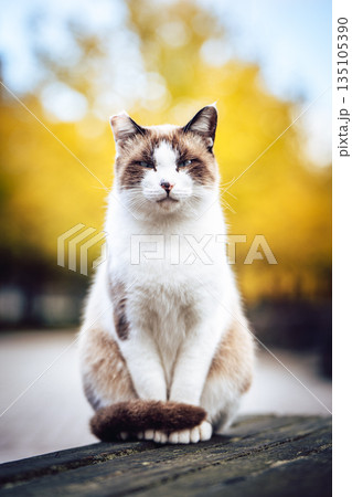 イチョウ並木の前で佇む猫 イチョウ並木の前で佇む猫 135105390